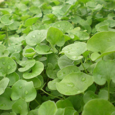 White Clover Seeds - Organic Vegetable Seed