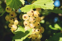 White Currant