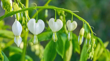 White Old-Fashioned Bleeding Heart