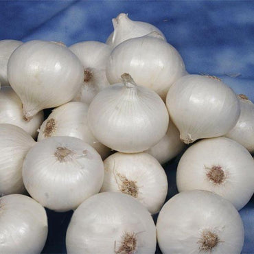 White Onion Seeds Kitchen Seasoner Organic Vegetable Seeds