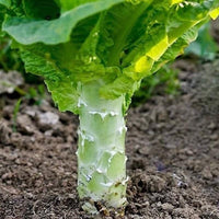 White Tip Leaf Lettuce Seeds Selling Vegetable Seeds