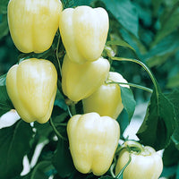 Capsicum- White Bell