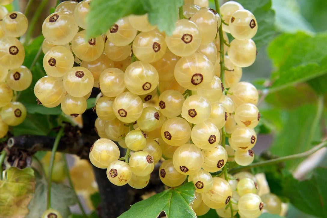 White Currant