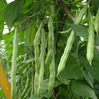 Wholesale quality beans seeds green bean sprouts seeds