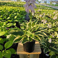 Wide Brim Hosta