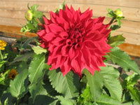 Winkie Colonel Super Size Dahlia