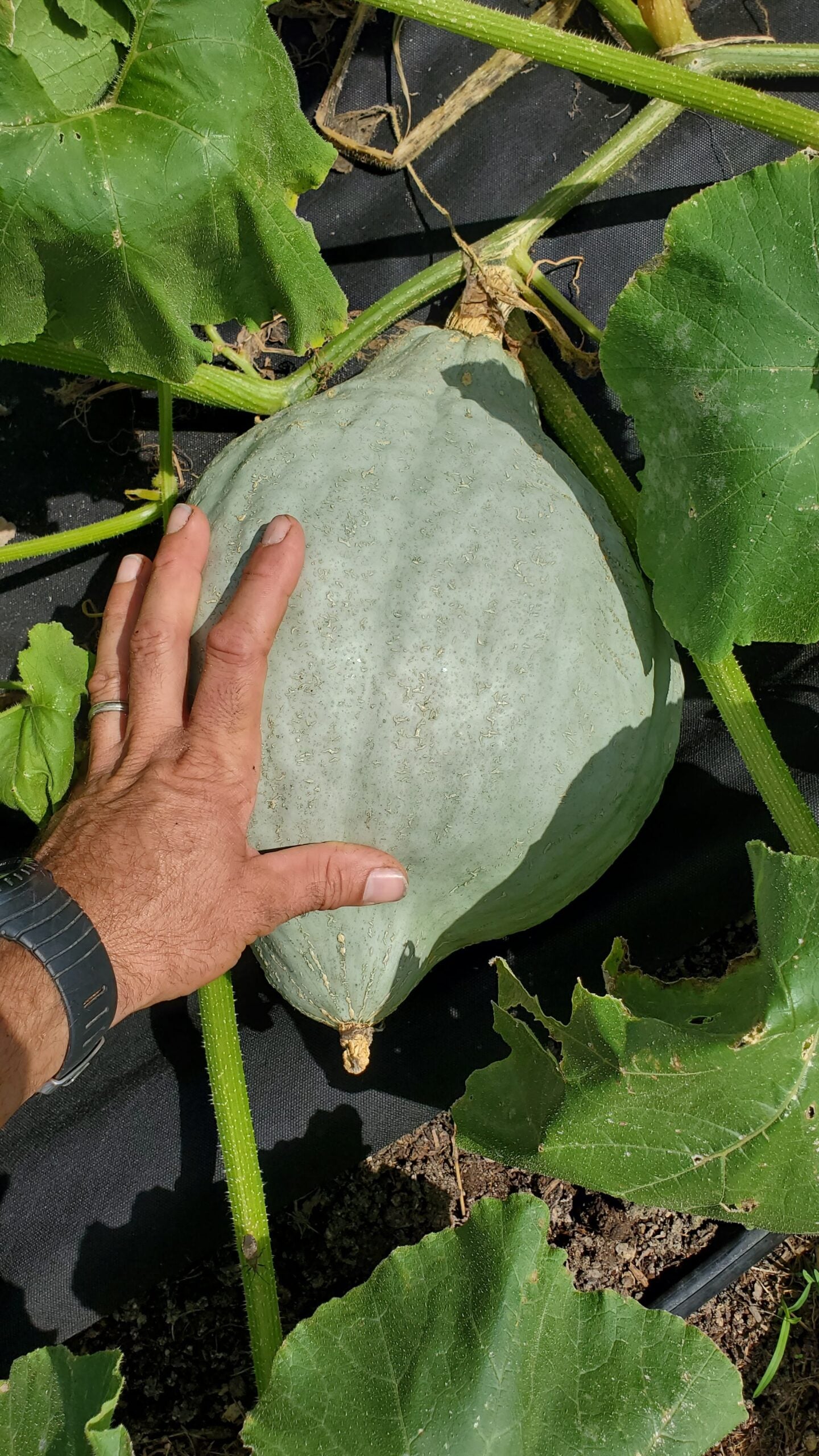 Blue Hubbard – Organic Hubbard Squash Seed