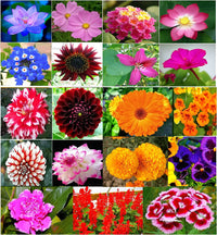 Set of 20 Best Flower Seeds