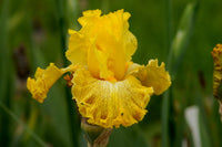 Woven Sunlight Bearded Iris Seeds