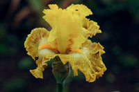 Woven Sunlight Bearded Iris Seeds