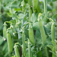 Sugarsnap Pea- Sugar Bon