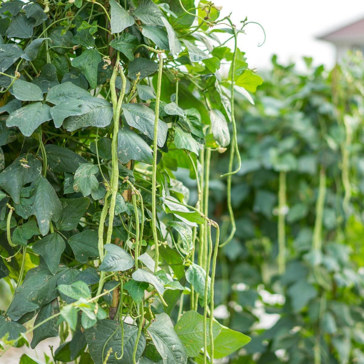 Snake Bean- Black Seeded