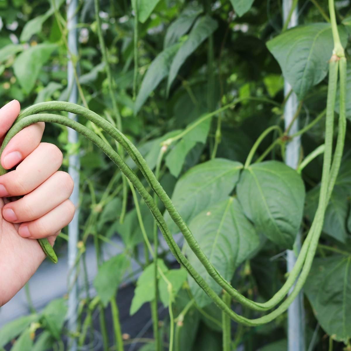 Climbing Snake Bean- Red Dragon