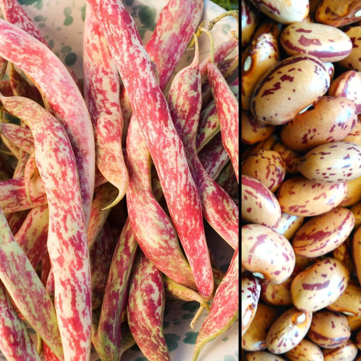 Borlotti Bean- Red Rooster