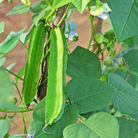 Winged Bean