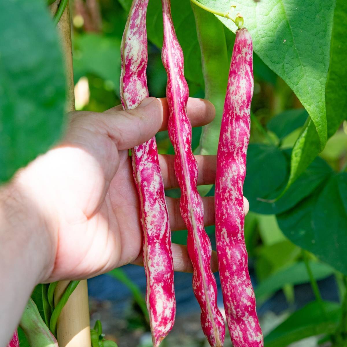 Borlotti Bean- Inferno