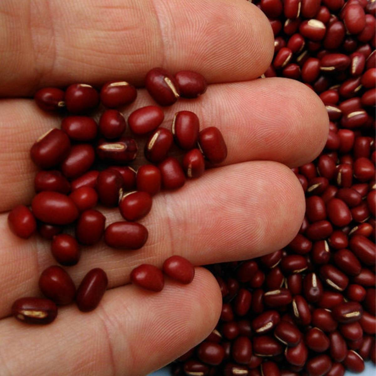 Adzuki Bean