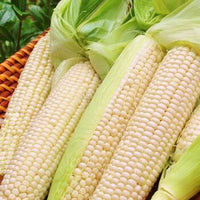 Corn, Maize- Macleay Valley White