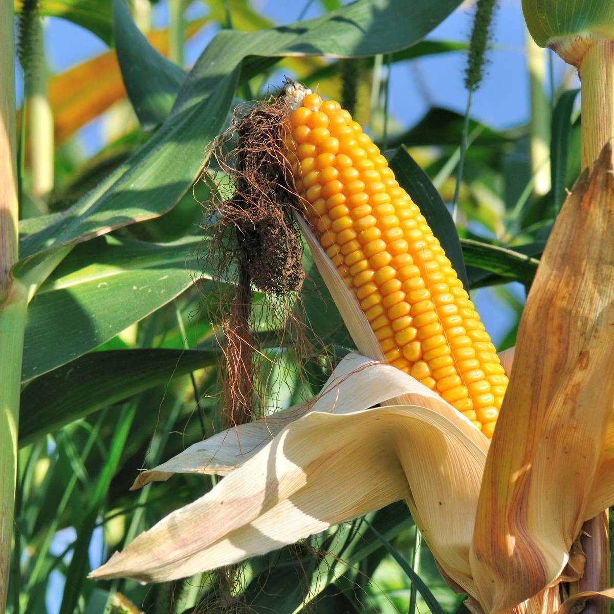 Corn, Maize- Early Leaming