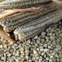 Corn, Maize- Macleay Valley White