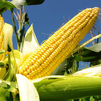 Corn, Sweet- True Gold