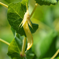 Snow Pea- Golden Podded