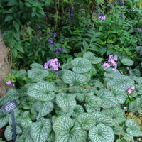 Alexander's Great Siberian Bugloss