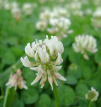 White Clover Seeds - Organic Vegetable Seed