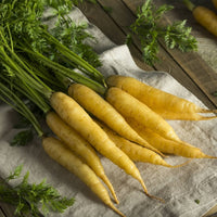 Yellow Moon – Yellow Carrot Seeds