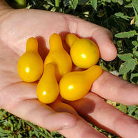 Yellow Pear – Tomato Seed