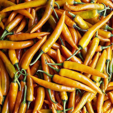 Yellow hot pepper Seeds line of organic vegetable Seeds