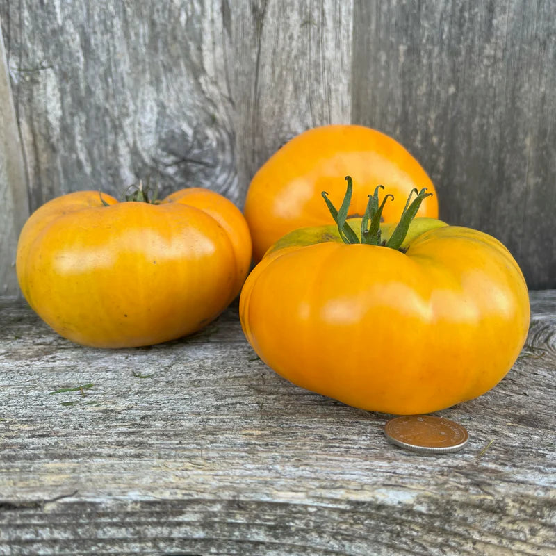 Yellow Brandywine – Organic Tomato Seed