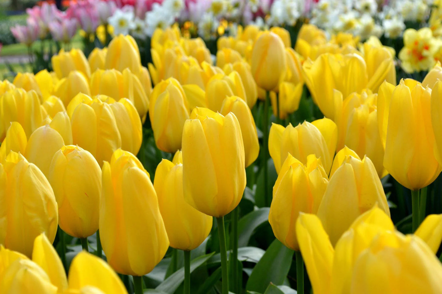 Tulip Yellow Bulbs