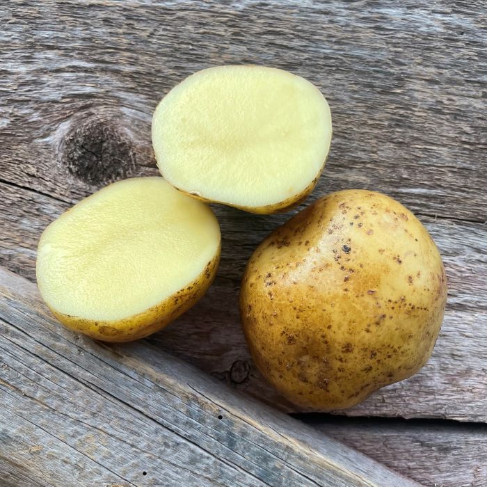 Yukon Gold – Organic Seed Potatoes