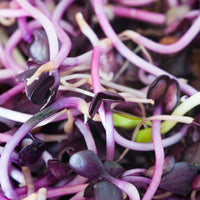 Alpine – Radish Seed