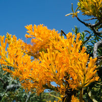 Western Australian Christmas Tree