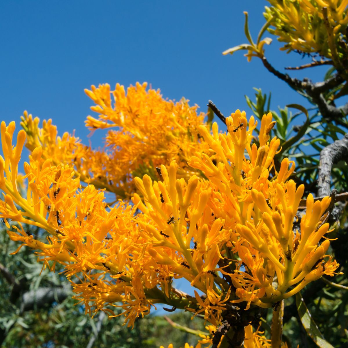 Western Australian Christmas Tree