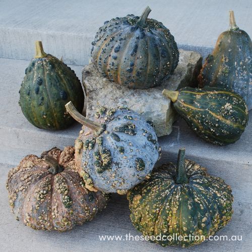 Winter Squash- Musquee de Maroc 25g