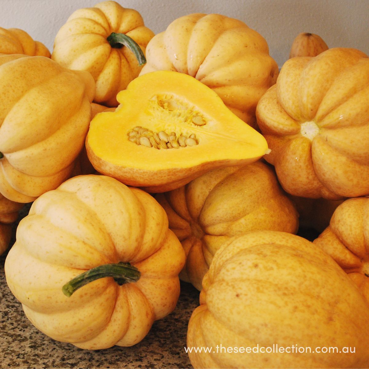 Winter Squash- Thelma Sanders 25g