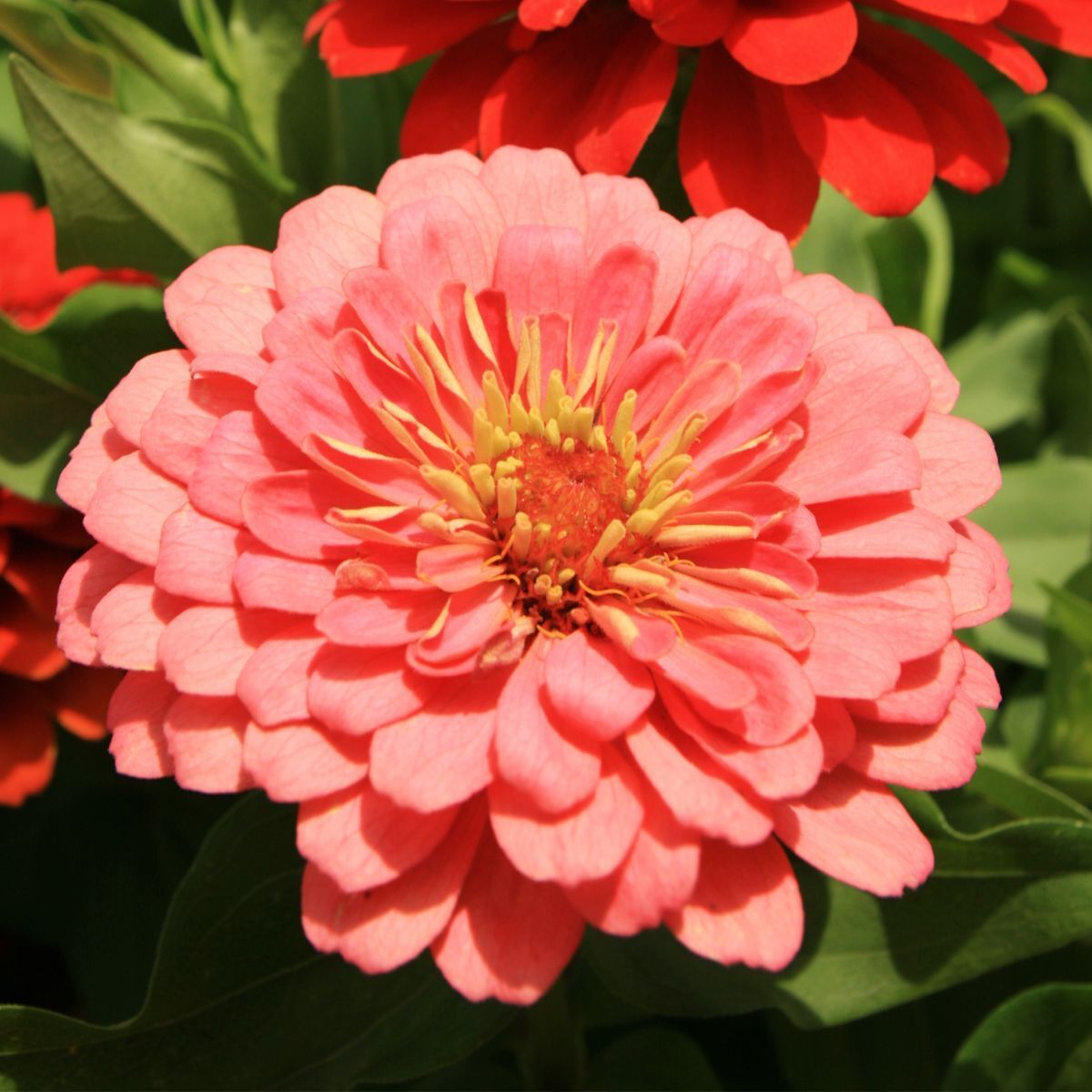 Zinnia- Benary's Giant Salmon Rose 250 seeds