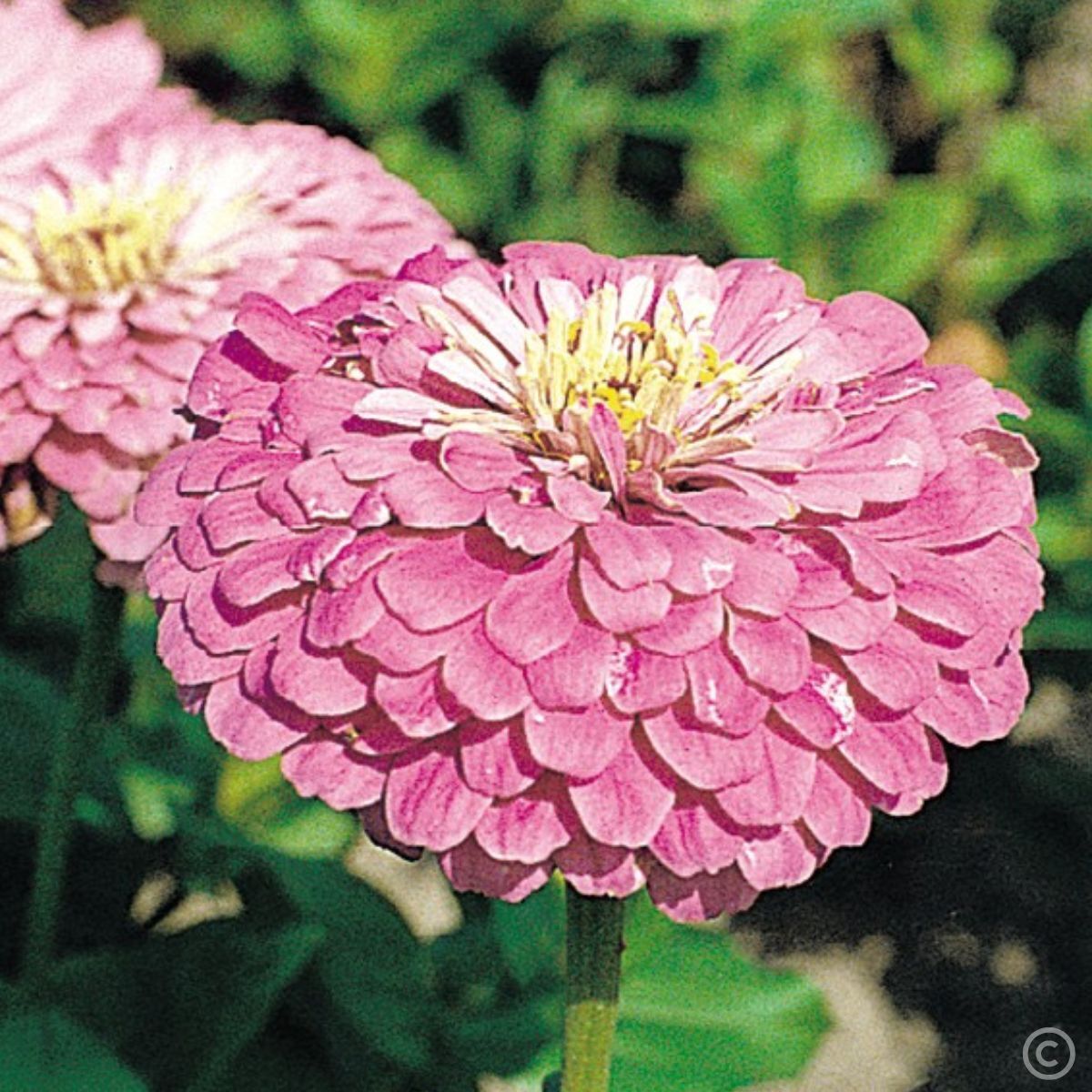 Zinnia- Benary's Giant Lilac 250 seeds