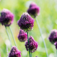 Allium- Drumsticks (Bulb)