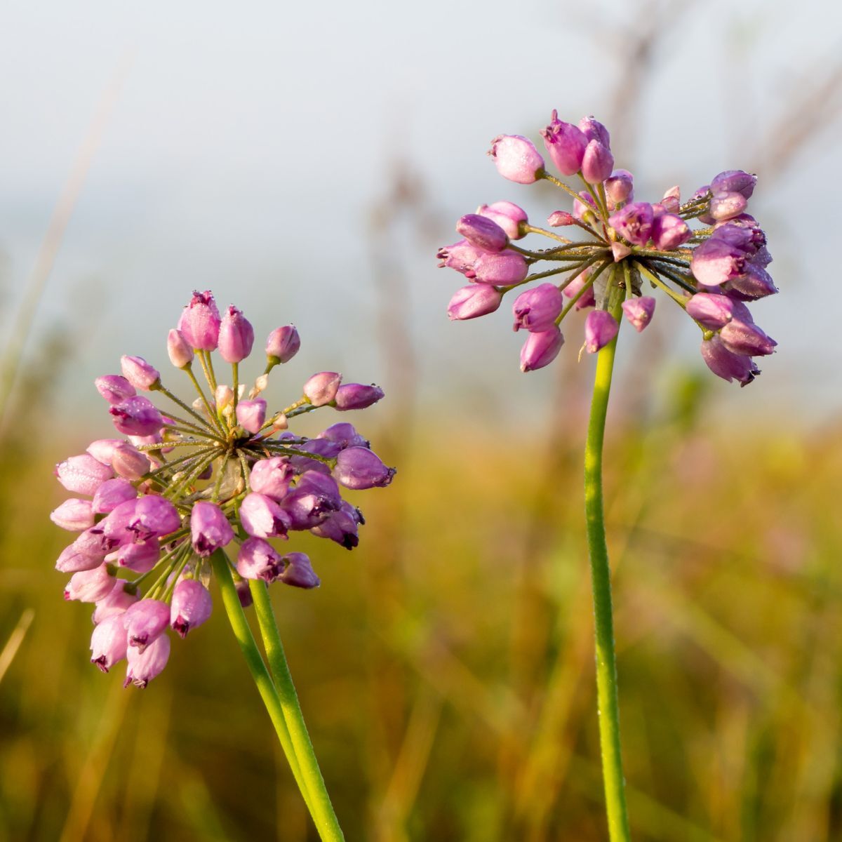 Allium- Tapertip Onion (Bulb)