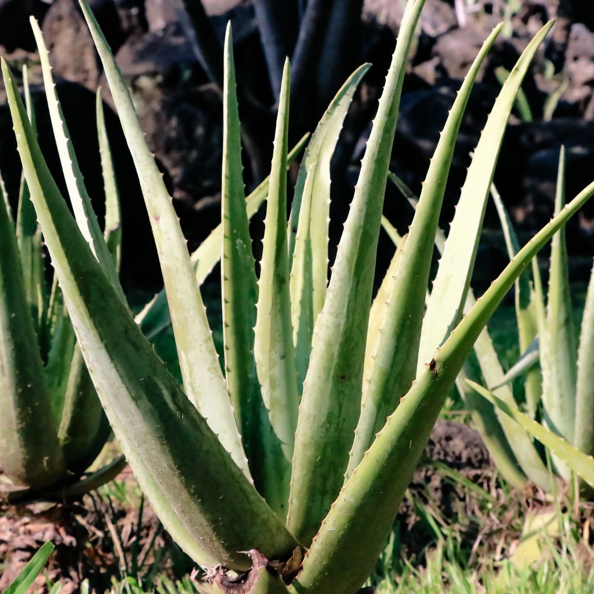 Aloe Vera