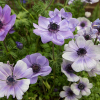 Anemone- De Caen Blue Bicolour