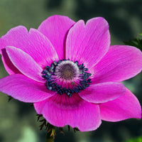 Anemone- De Caen Pink