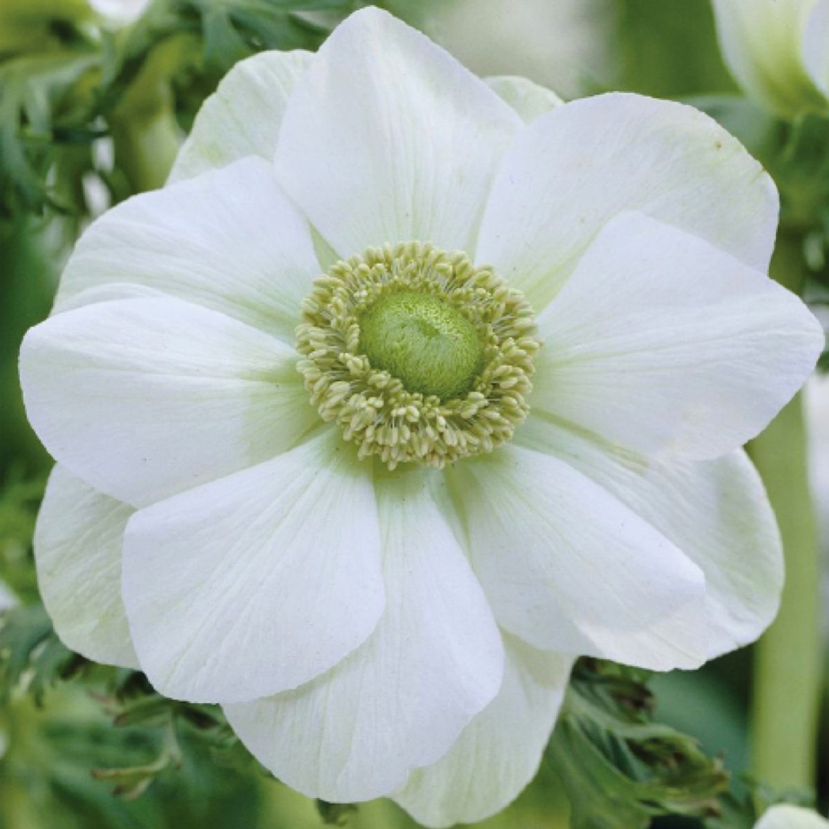 Anemone- De Caen White