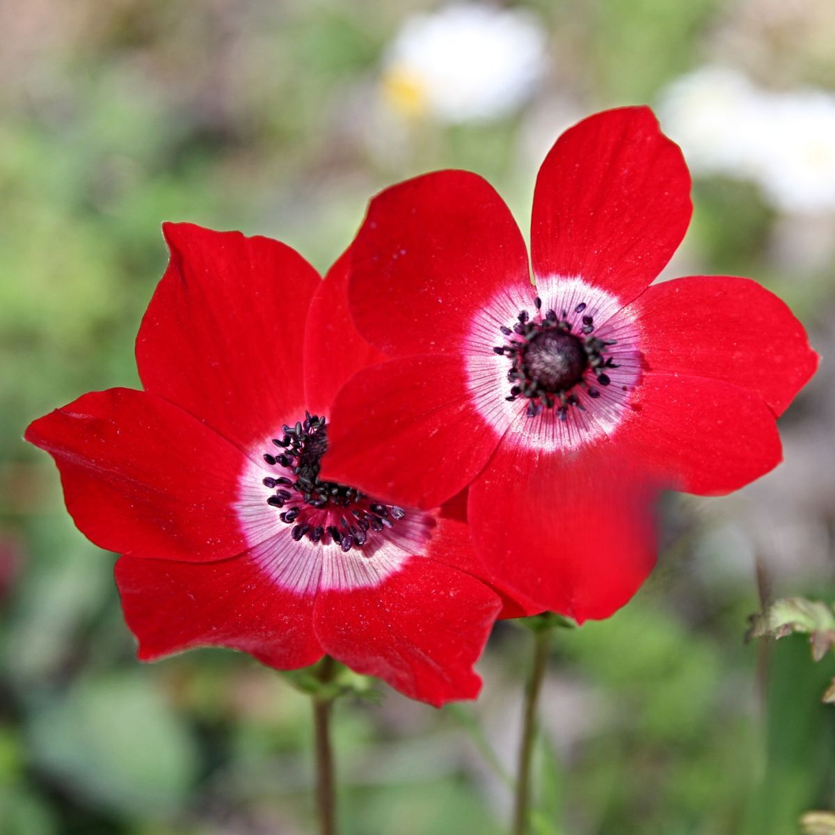 Anemone- De Caen Red