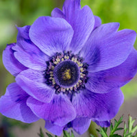 Anemone- De Caen Blue