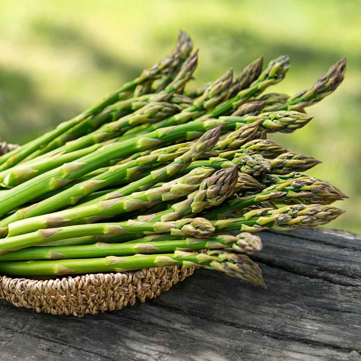 Asparagus- Mary Washington (Crown)